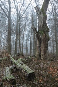 Rezerwat „Kolno Międzychodzkie"