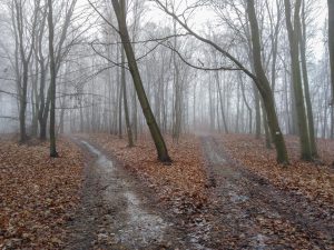 Rezerwat „Kolno Międzychodzkie"