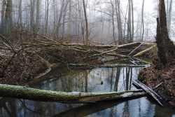 Rezerwat „Kolno Międzychodzkie"