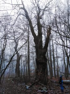 Rezerwat „Kolno Międzychodzkie"