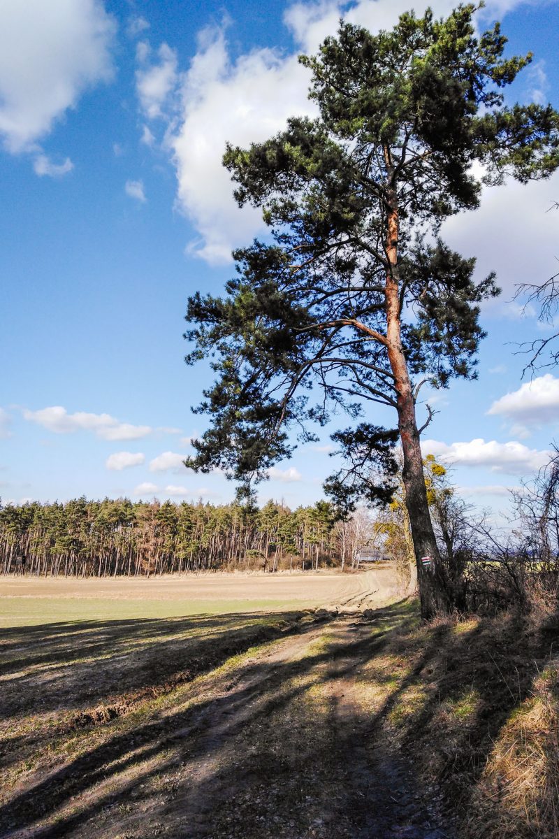 Szwajcaria Żerkowska i Łysa Góra